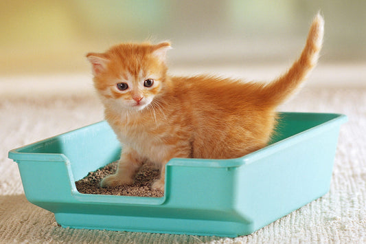 A Comprehensive Guide to Caring for Small Kittens: Essential Tips