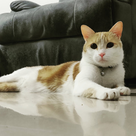 The Ultimate Guide to Choosing the Best Cat Litter for Your Feline Friend