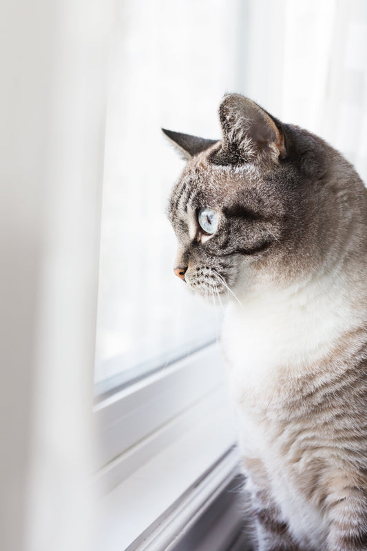 The Joy of Having a Cat: A Purr-fect Companion