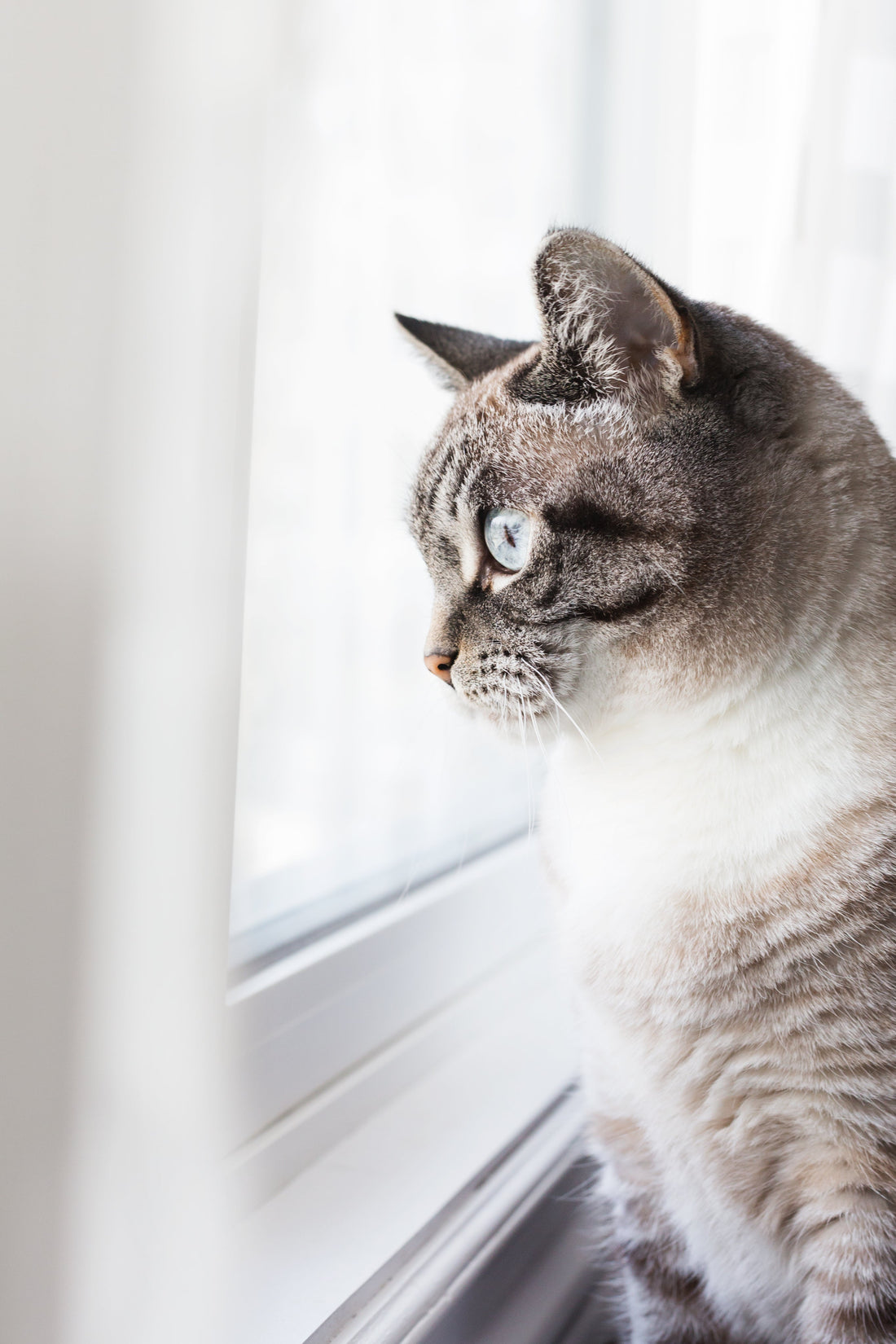 The Joy of Having a Cat: A Purr-fect Companion